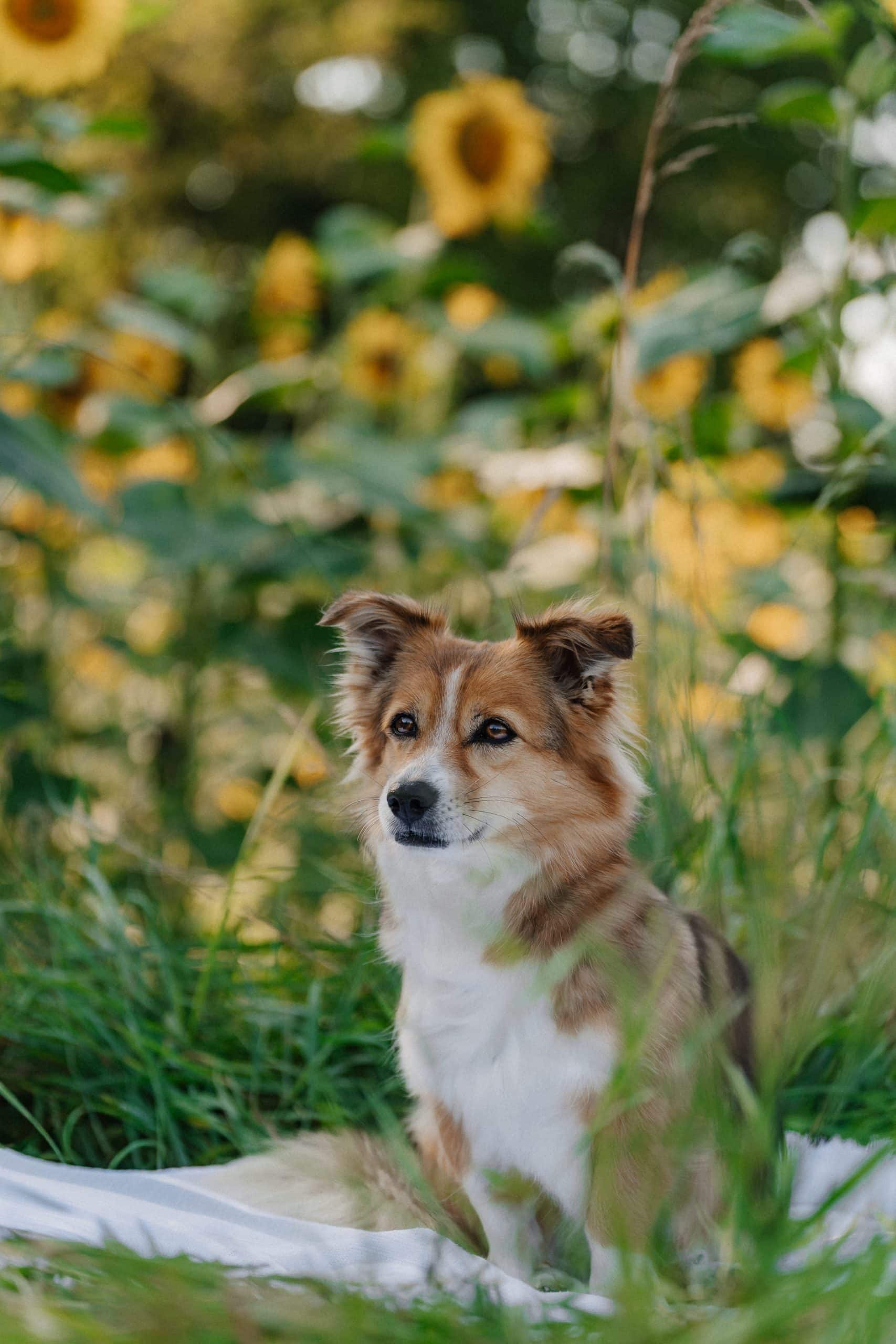 Hundeshooting Oelde