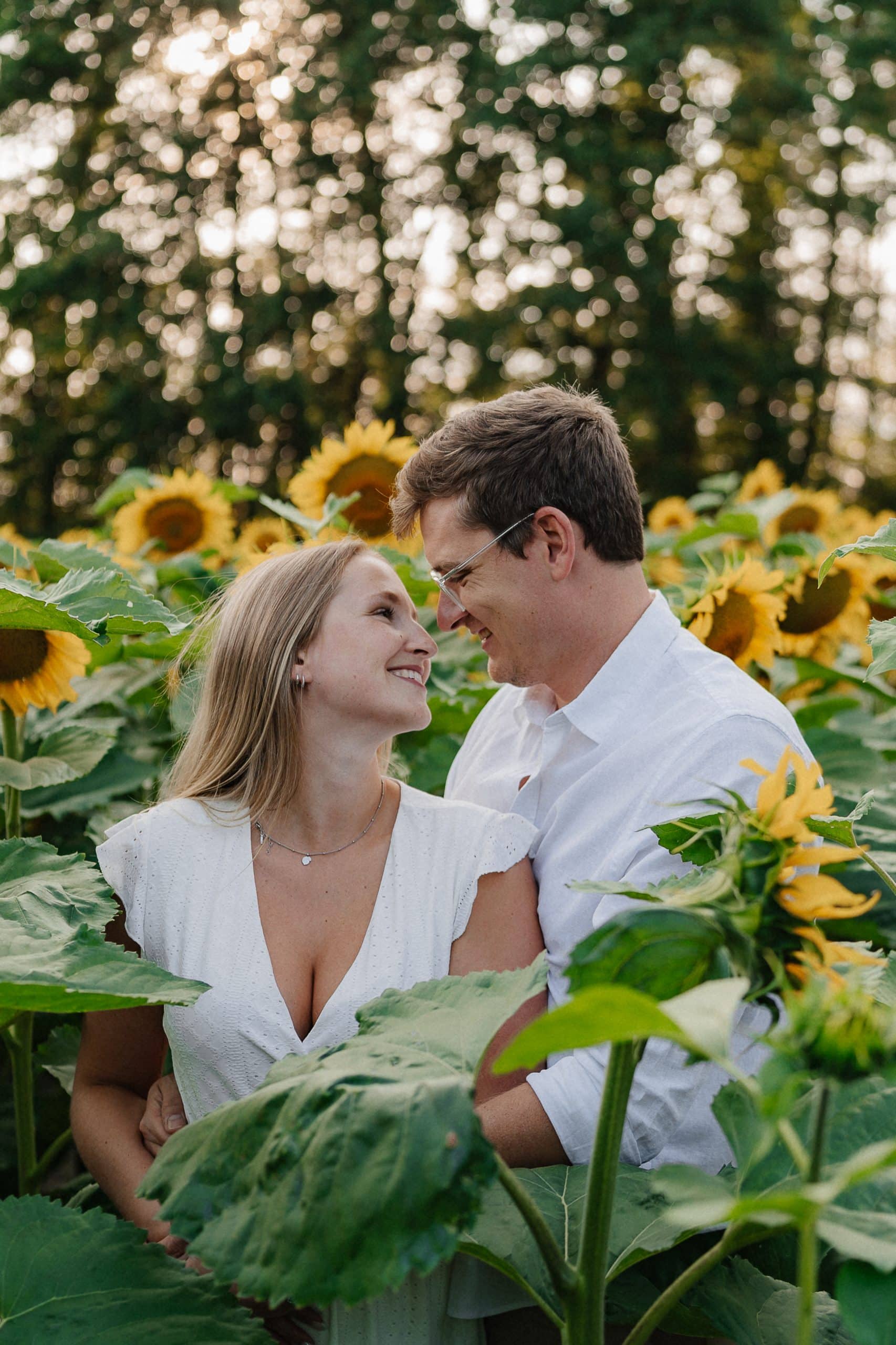 Sonnenblumen 5