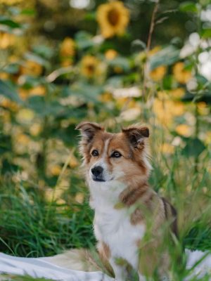 Hundeshooting Oelde
